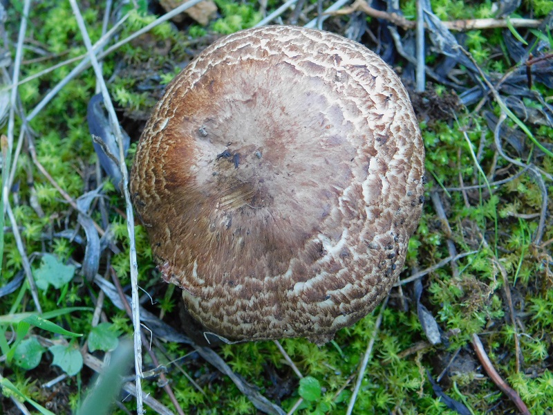 22 Fotogr il 18.12.2021 sotto Leccio ultimo ritrovamento